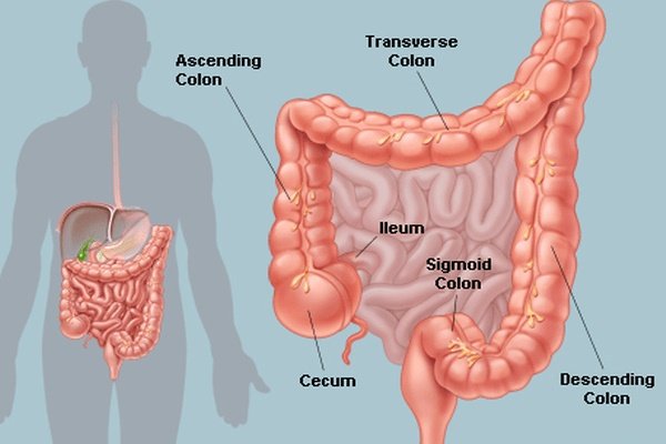 Colonic Machine 372