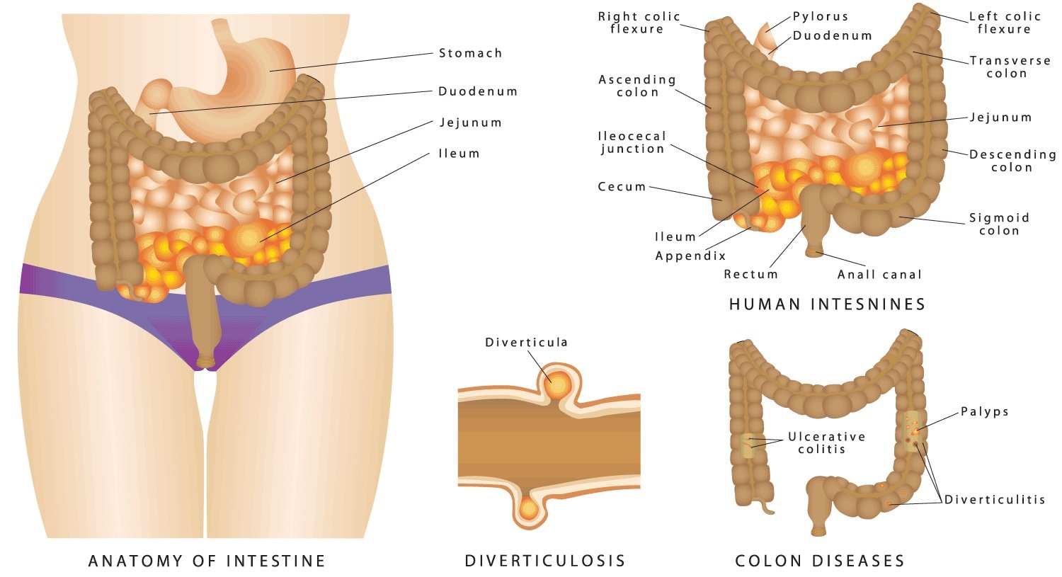 What is a colonic machine 151